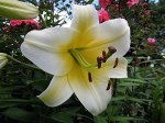 Lilium Conca d.oR