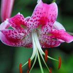 ✿✿✿Лилия✿ Роза — королева сада✿✿✿ СУПЕР ЦЕНА