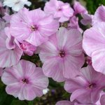 Флокс Пикассо (1шт/25уп)