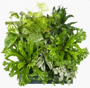 Фитомодуль 🌿  — ваш вертикальный сад в интерьере!