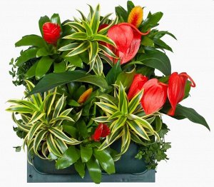 Фитомодуль 🌿  — ваш вертикальный сад в интерьере!