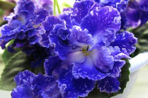 РС Асгард Крупные полумахровые сине-фиолетовые цветы с розовыми брызгами фэнтези, с белым глазком на слегка бахромчатых лепестках. Тёмно-зелёные слегка волнистые листья. Цветоносы высокие, стоячие, об