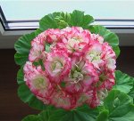Пеларгония AppleBlossom Rosebud (розебундная) /ЧЕРЕНОК