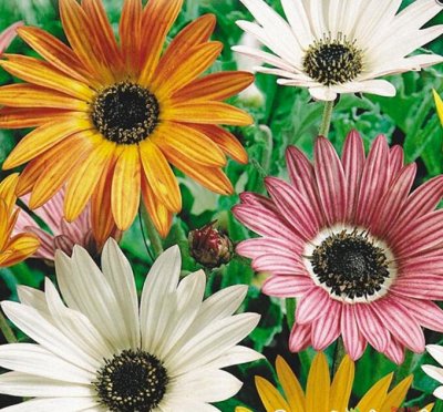 Красивая бижутерия и аксессуары для детей — Семена цветов
