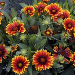 Цветы Гайлардия компактная Аризона Сан (10шт)