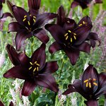 Чёрные лилии и новые сорта лилии-танго В наличии