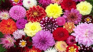 DAHLIA DECORATIVE BICOLOR молодые в асс