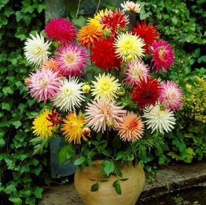 DAHLIA CACTUS молодые в ассортименте