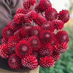 Помпонные георгины для террасы Проф серия Авиа