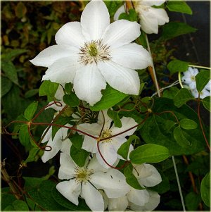 Clematis Jerzy Popiełuszko корень в грунте