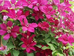 Clematis Kardynał Wyszynski корень в грунте
