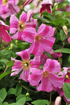 Clematis Krakowiak Pink Mink корень в грунте
