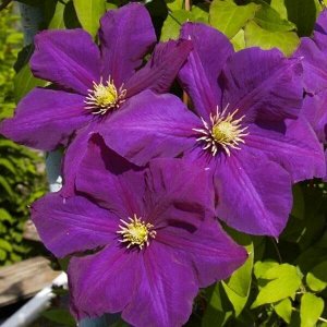 Clematis Lech Kaczynski корень в грунте