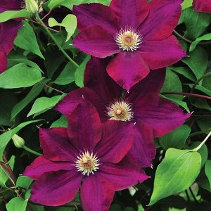 Clematis Mazowsze Volcano корень в грунте
