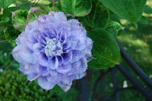 Clematis Mazury Crater Lake корень в грунте