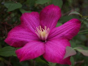 Clematis Monte Cassino корень в грунте