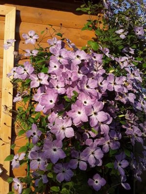 Clematis Morning Sky корень в грунте