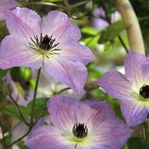 Clematis Morning Sky корень в грунте