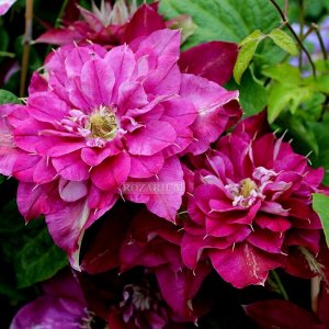 Clematis My Darling корень в грунте
