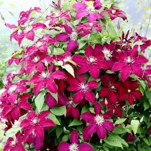Clematis Niobe корень в грунте