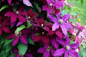 Clematis Niobe корень в грунте