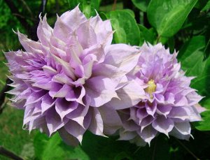 Clematis Proteus корень в грунте