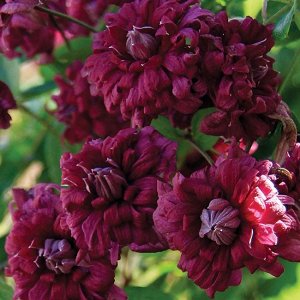 Clematis Purpurea Plena Elegans корень в грунте