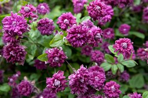 Clematis Purpurea Plena Elegans корень в грунте