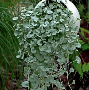 Цветы Дихондра Изумруд в серебре, смесь (7шт)