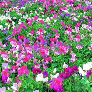 Цветы Душистый горошек Энжел, смесь (6шт)