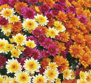 Цветы Хризантема индийская Индикум смесь (50шт)