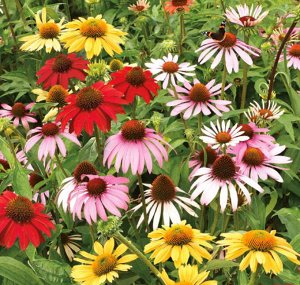 Цветы Эхинацея Парадисо Дварф, смесь (10шт)