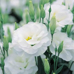 Цветы Эустома махровая Рози Белая 5шт Поиск