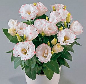 Цветы Эустома махровая Рози Бело-розовая 5шт Поиск