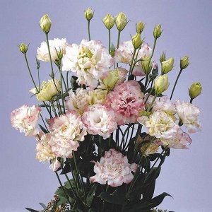 Цветы Эустома срезочная Мэйдж роуз рим F1 (5шт)