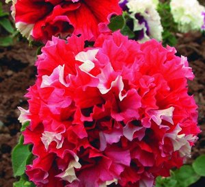 Цветы Петуния Пируэт Ред F1 махровая (10шт)