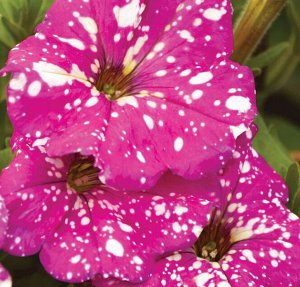 Цветы Петуния Розовый леопард F1 (5шт)