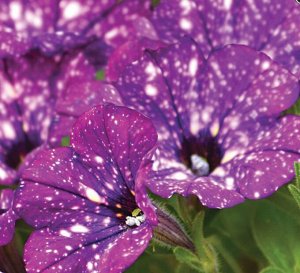 Цветы Петуния Фиолетовый леопард F1 (5шт)