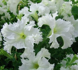 Цветы Петуния Фриллитуния белая F1 (10шт)