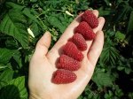 Малина ремонтантная Рубиновый гигант 1-летка