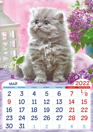 Перекидной настенный календарь на ригеле на 2022 год "Котята"