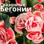 Хищный Sale! Огромный выбор комнатных растений