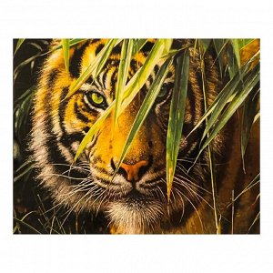 Роспись по холсту "Тигр в траве" по номерам с красками по 3 мл+ кисти+крепеж 30*40
