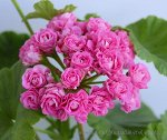Пеларгония Australien Pink Rosebud /ЧЕРЕНОК