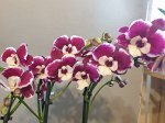 РАСПРОДАЖА Phalaenopsis dazzling rood-wit