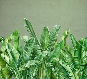 Фотообои Банановые листья