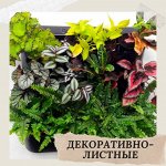 Декоративнолистные растения