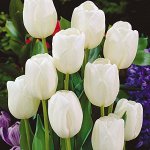 White Dream
