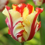 Texas Flame
