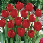 Red Impression
